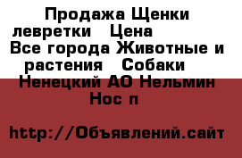 Продажа Щенки левретки › Цена ­ 40 000 - Все города Животные и растения » Собаки   . Ненецкий АО,Нельмин Нос п.